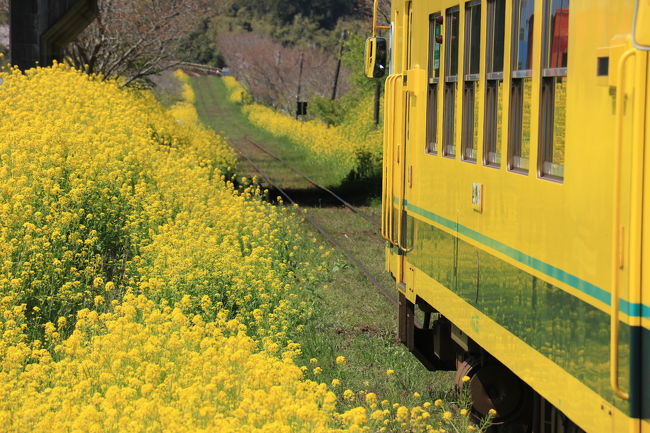 菜の花ロードを黄色い気動車がゆく。感動！！