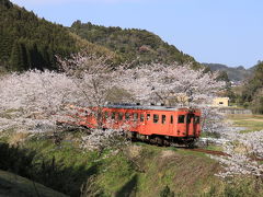 大多喜で腹ごしらえをした私達御一行は、次の撮影地東総元駅近くの桜のトンネルへ！
一番有名な撮影場所は脚立に三脚フル装備な人々の行列で賑わい芸能人の撮影状態だった為、かなり先の方で撮影しました。