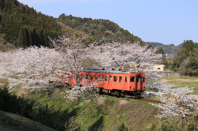 菜の花と桜 春のいすみ鉄道 小湊鉄道撮影旅 いすみ 大多喜 千葉県 の旅行記 ブログ By カジュトシュさん フォートラベル