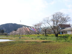 東総元駅の次は総元駅からの桜と菜の花と鯉のぼりのコラボ撮影！花に包まれて都会を忘れさせてくれる程の長閑な風景だと友人は思った事でしょう♪ 私はいつも観てる風景だな…と（笑）