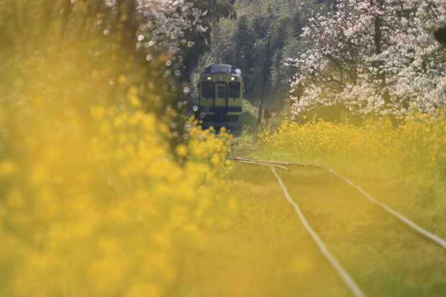 黄色に包まれた線路に列車がやってきました！<br />踏切付近は先客がいて撮影場所が無く菜の花に覆われて少ししか先が見えない所を超望遠レンズで前ボケ戦法（笑）