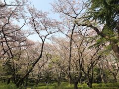 三ツ沢公園の桜も素晴らしい。