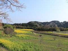 次に訪れた場所は小湊鉄道の養老渓谷付近にある石神菜の花畑。線路周辺の田畑が菜の花で覆われていて綺麗な筈なのに田植えの準備もありだいぶ刈られていて菜の花畑が少なくなっていました。
そして肝心な列車は既に行った後らしく残念な結果に…
あの時あの橋で気づいていればトロッコ列車撮れたかも…( ；∀；) 

言えない…。