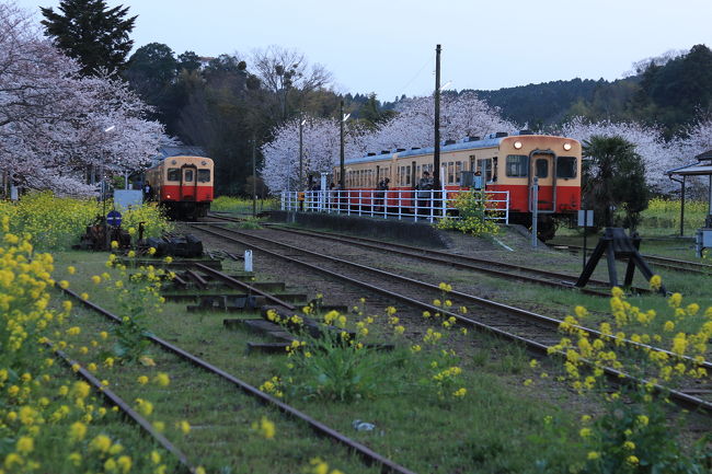 上総中野からの列車も来て御対面♪<br /><br />だいぶ日も暮れてきてきました。今回の撮り鉄巡業もここでお終い♪( ´▽｀)