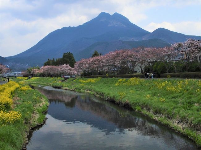 湯布院・大分川沿いの桜並木 一度は見たい桜スポットに行ってき