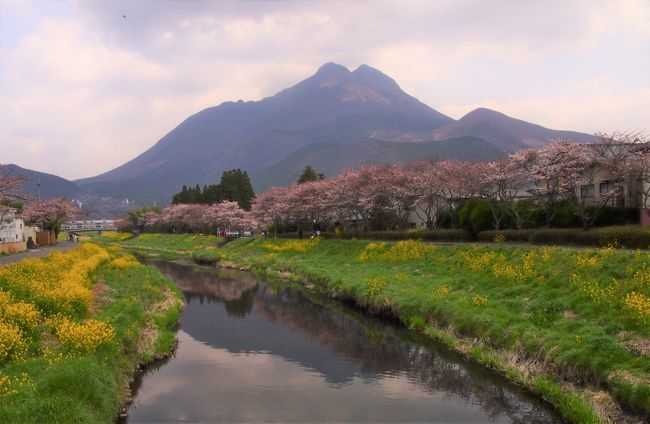 油絵湯布院の桜菜の花由布岳のF6号です
