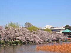 不忍池の桜並木と弁天堂