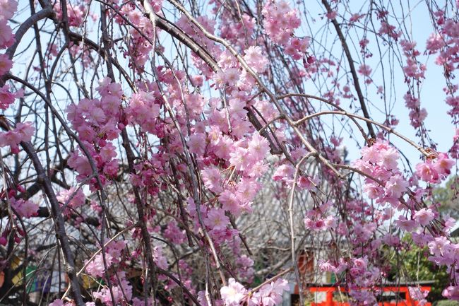 桜の吉野ー金峯山寺・金峯神社・吉野水分神社・如意輪寺・櫻本坊ー