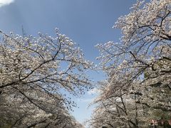 向かったのは上野恩賜公園
満開です！