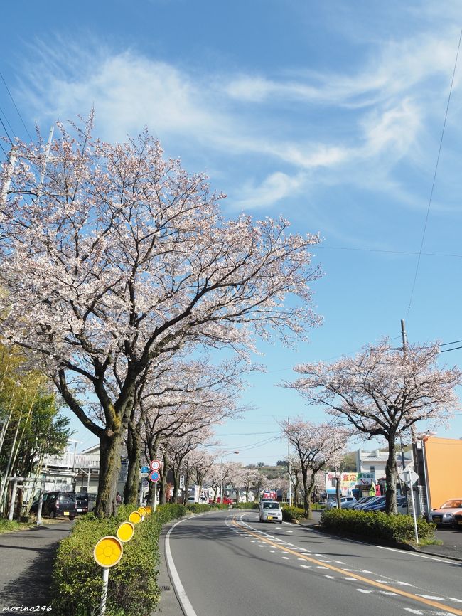 360度の大パノラマ 富士山と桜が楽しめる弘法山公園 出雲大社相模分祠 秦野 松田 足柄 神奈川県 の旅行記 ブログ By Morino296さん フォートラベル