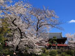 清水観音堂と桜