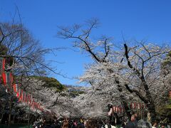 上野公園の桜並木