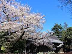 旧因州池田屋敷表門と桜