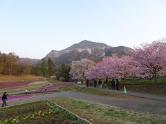 「芝桜まつり」の開催は来週からなので、「芝桜の丘」にも自由に入れました。
武甲山は石灰岩の採掘で削られてしまった痛々しい姿。