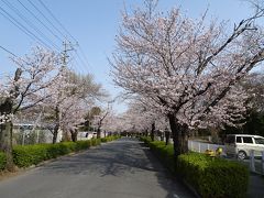 「北桜通り」の桜並木