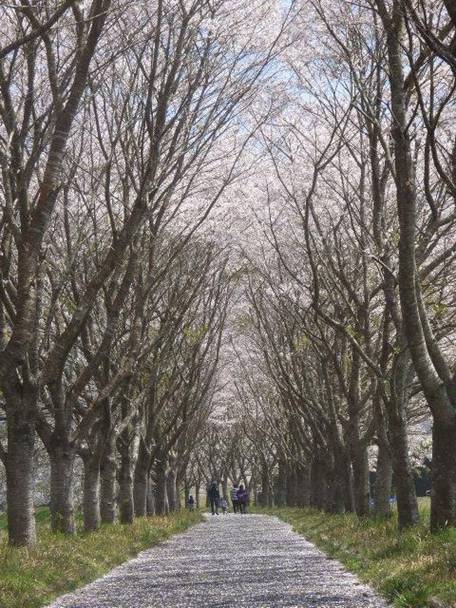 鹿児島県の桜の人気スポットナンバー２の丸岡公園へ行く 鹿児島県の旅行記 ブログ By さつまおごじょさん フォートラベル