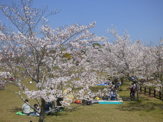 鹿児島県の桜の人気スポットナンバー２の丸岡公園へ行く 鹿児島県の旅行記 ブログ By さつまおごじょさん フォートラベル