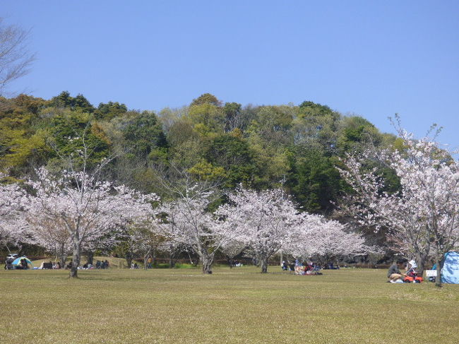鹿児島県の桜の人気スポットナンバー２の丸岡公園へ行く 鹿児島県の旅行記 ブログ By さつまおごじょさん フォートラベル