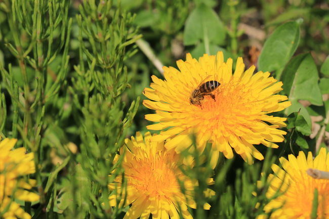 来るはずもない列車を待ってる時に撮った蜂さんとタンポポ♪ 言わない…。