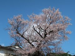 駐車場の桜は見事な花をさかせていました。
駐車料金は500円。