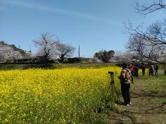 多くの方がカメラを向ける「飯給駅前の 桜と菜の花」