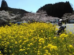 月崎駅の周りにも 菜の花や桜がいっぱい！