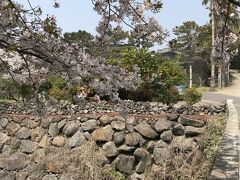 桜とみかんと薬泉寺
北海道では見たことがない取り合わせ