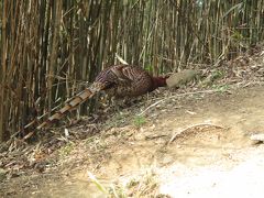 おお・・いきなり登山道に山鳥（キジ科）が出現！！(@_@。