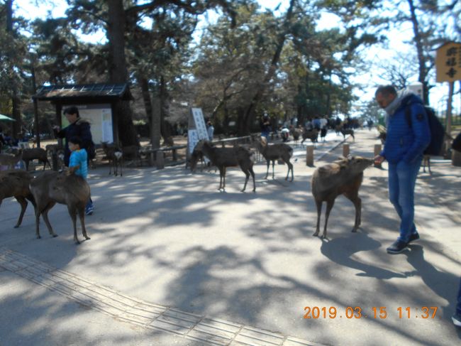 たくさんの鹿との触れ合いを簡単に楽しめるのも近鉄奈良駅からすぐのところにあります。