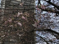 そのまま、スカイトレインでホテル最寄りのバラード駅まで行き、一旦ホテルへ。
ホテル前の桜。開花はさらに進んでいます。