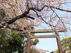 「伊勢山皇大神宮」は天照大御神が祭神です。昨年初めて参拝しましたが、桜が見事だったなーと思い出し立ち寄ってみました。

やはり今年はもう見頃過ぎでした（;´▽｀A`` まだまだきれいですけどねー