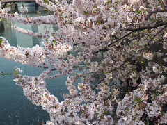 川の両岸に桜が並んでいて、距離も長いので見ごたえがあります。お花見クルーズもたくさん出てますよ