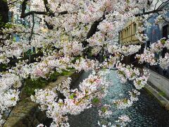 祇園四条界隈の桜は満開。