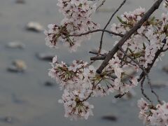 鴨川の桜も満開です