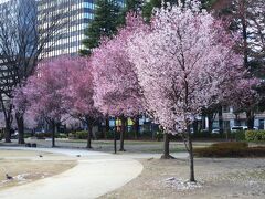 そして仙台市内へ。ソメイヨシノは開花前だけど、春が少しずつ訪れている模様。