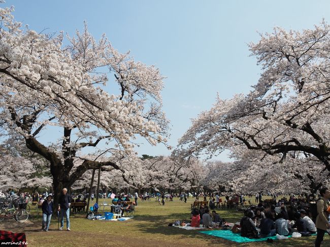 小金井公園のお花見と目黒川の花筏』国分寺・小金井(東京)の旅行