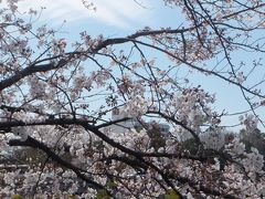　大阪は曇っていました。おけいはんで出町柳へ。
　晴れてさわやかに暖かい。市バスを待っているところ。

　振り返ると桜の木、すぐ下は鴨川。