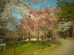 　枝垂桜もキレイに咲いていました。