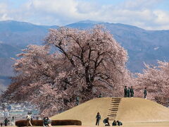 １０時前に八代ふるさと公園に到着です。
まずは、盃塚古墳（園墳）と、そばにある甲州蚕影桜（こうしゅうこかげざくら）を眺めます。


