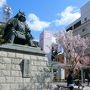 青春18きっぷで、甲府湯村温泉と神代桜一人旅　(2日目）山高神代桜ウォーキング