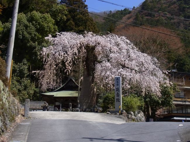 原2で赤目四十八滝ツーリングと瀧自慢 そして延寿院としだれ桜