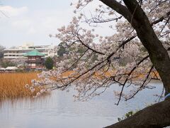 【上野公園】不忍池
3月31日二回目の上野公園に。先ずは不忍池に。妙に人に懐いたスズメや水鳥がいました。ここまでは混んでいるとはいえ、問題なく過ごせました。、弁天堂を超えたあたりから、人混みが半端なくなり、進に進めない状態に。上野の桜並木もやはり混雑がひどく、トイレにも苦労する始末。