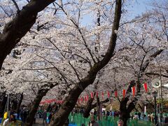 【上野公園】
3月28日、早く上がったので上野に行ってきました。上野公園は場所取りが進み花見モード一杯に。家に帰ってみると東京は満開と。