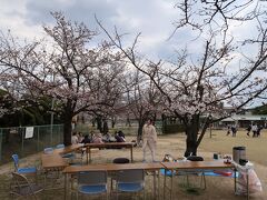 もう一か所、岡山で有名な桜の名所だというRSKバラ園にも行ってみましたが、こんな感じでした。