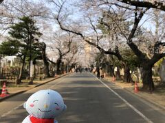 【谷中霊園】
上野の混雑がイヤで裏道から谷中の方に逃げました。谷中霊園も桜の名所と知られる場所ですが、花を見るならこれくらいがいいと改めて思いました。