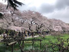【小石川植物園】
3月31日、日曜日なので友人を誘って小石川植物園に、桜のイメージがなかったのですが、立派なものでした。アルコールの持ち込みはダメですが、飲食は可能なのでハイキング気分で、桜を味わう人が昼近くになると急に増えました。茗荷谷駅からここに来る途中の播磨坂でもさくらまつりが開かれていました。
