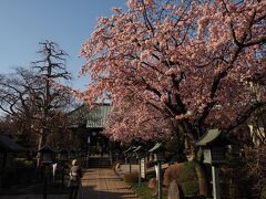 【川口市密蔵院】
密蔵院は安行桜のできた川口市の安行地区にあります。