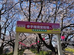 【幸手権現堂桜堤】
　4月4日サクラと菜の花のコラボレーションがが綺麗な埼玉県幸手市の“権現堂桜堤”に行きました。まだ桜は７分とのことで花の少ないところもありましたが十分綺麗でした。