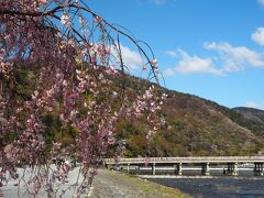 しだれ桜と渡月橋。