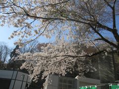 綺麗な桜を眺めながら、１号路に向かいます。